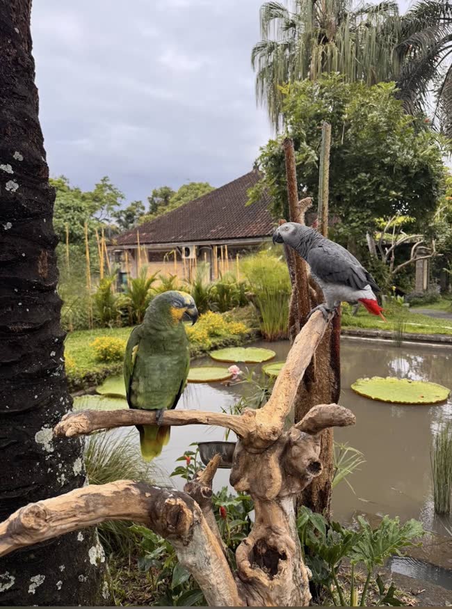 Bali Bird Park