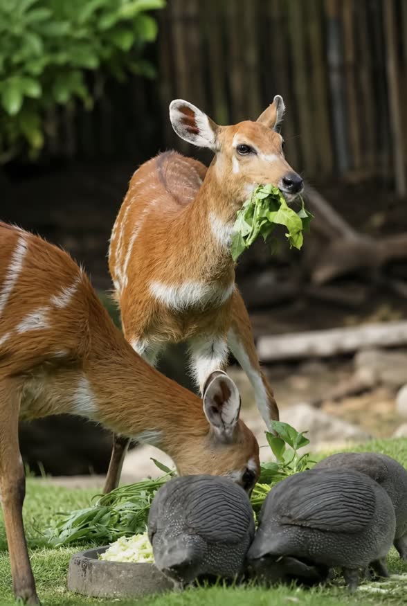 Bali Zoo