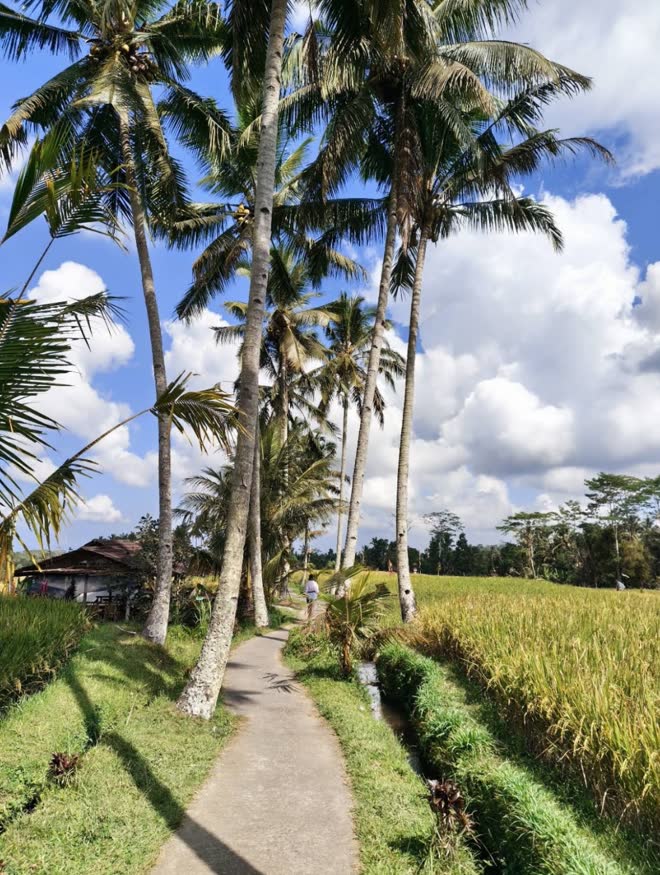 Mancingan Rice Field