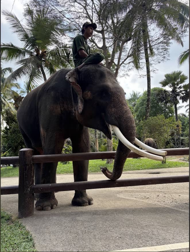 Mason Elephant