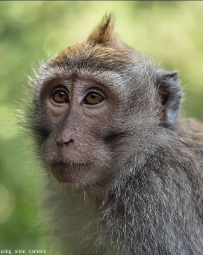 Monkey Forest